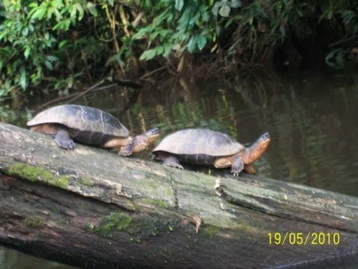 Calatorie in Costa Rica