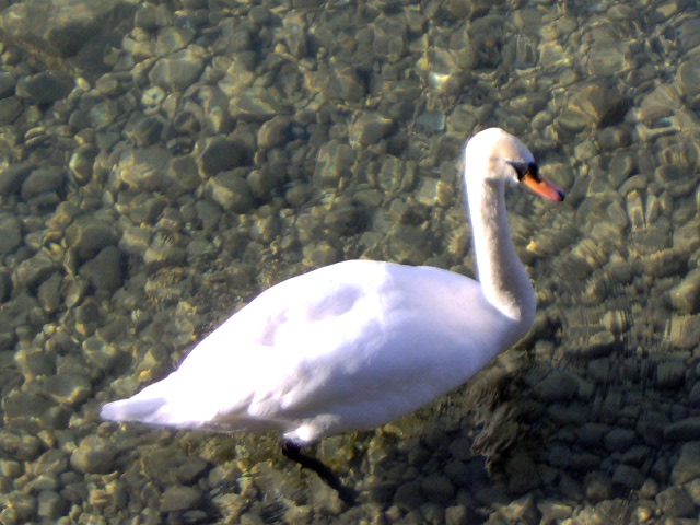 Lindau am Bodensee