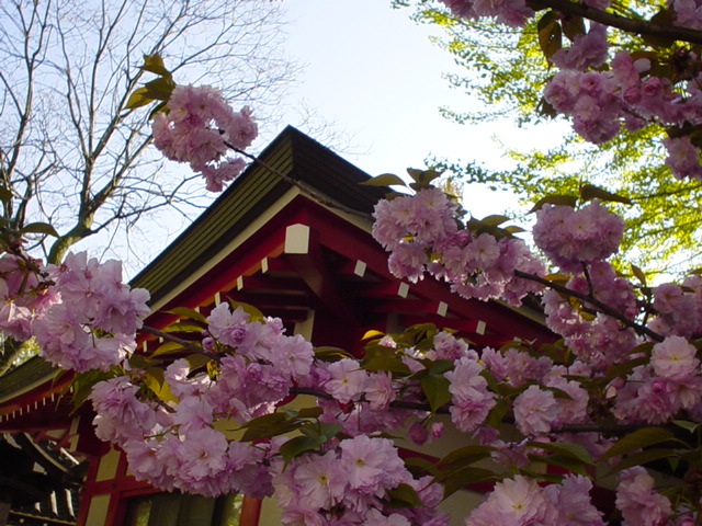 Sakura