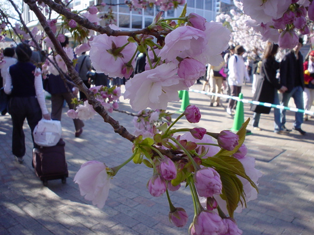 Sakura