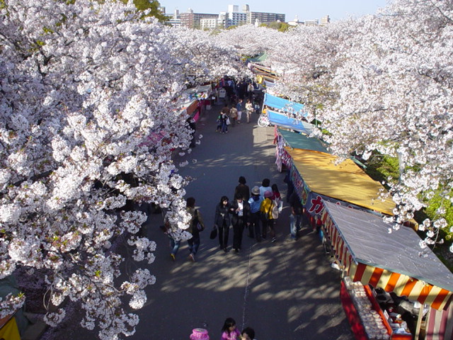 Sakura