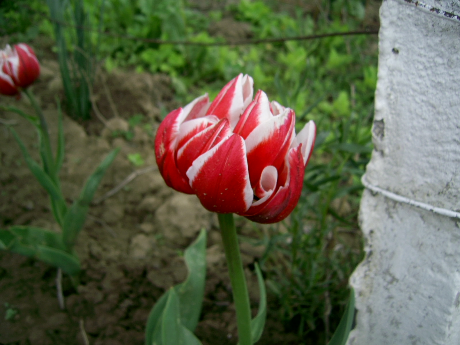 Din gradina inimii mele , din gradina mea .