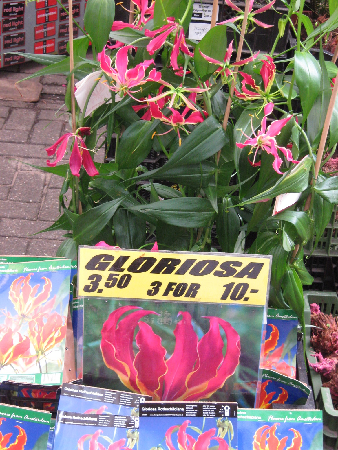 Simfonia  florilor-Piata plutitoare de flori Amsterdam