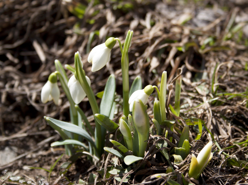 Valurile Dunarii (Donauwellen)