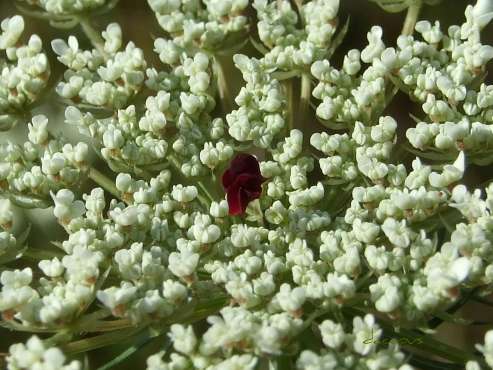 FLOAREA RUŞINII