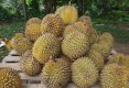 Durian-1