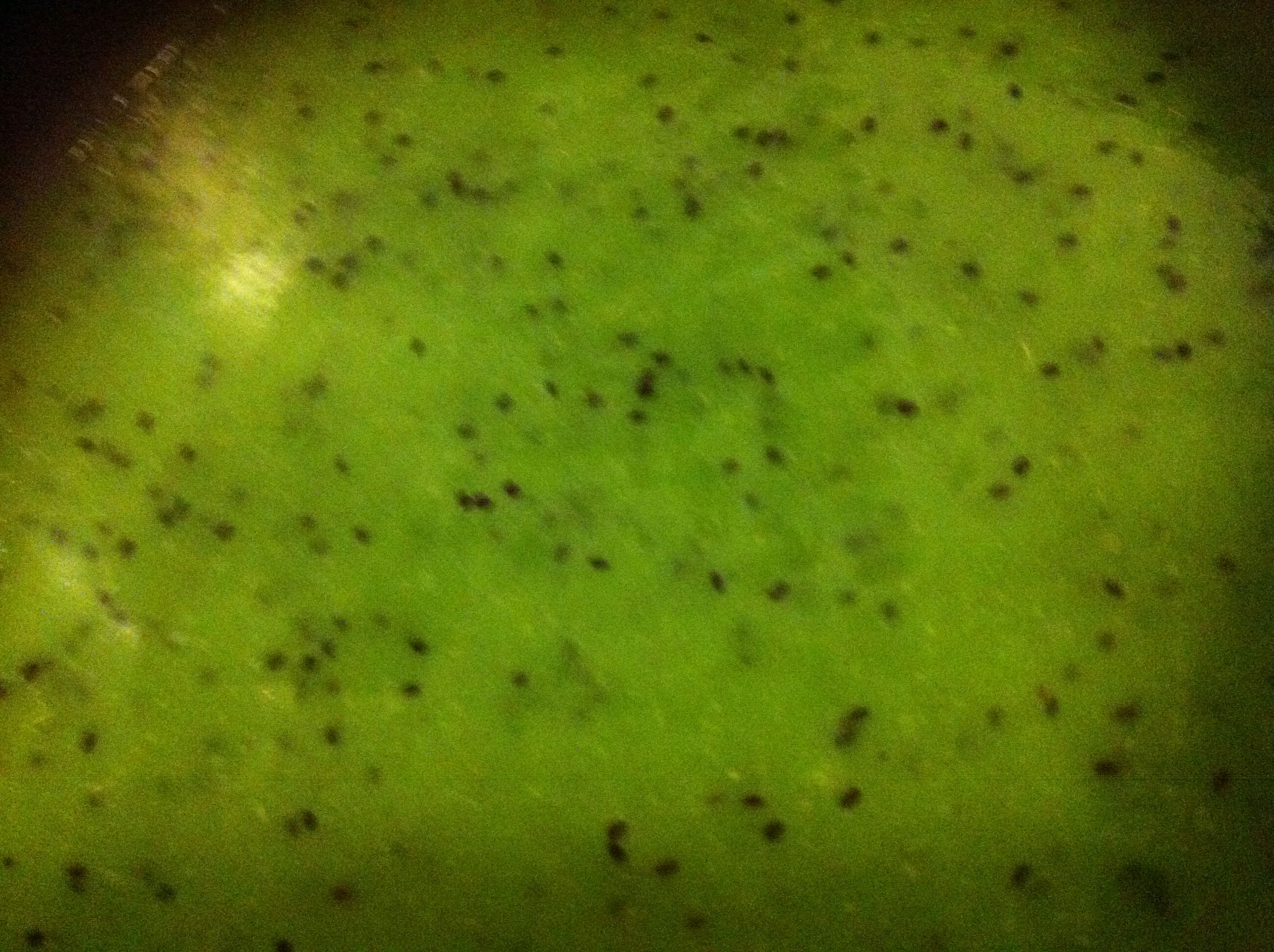 Tort cu zmeura si crema de kiwi