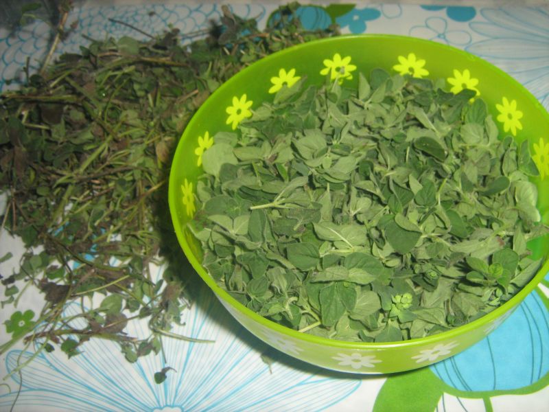 Oregano in otet