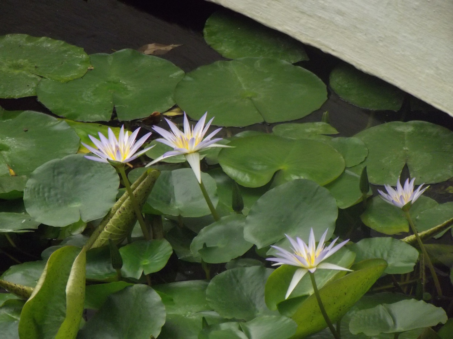 Bucătăraş hai –hui – Grădina Botanică „Vasile Fati” Jibou