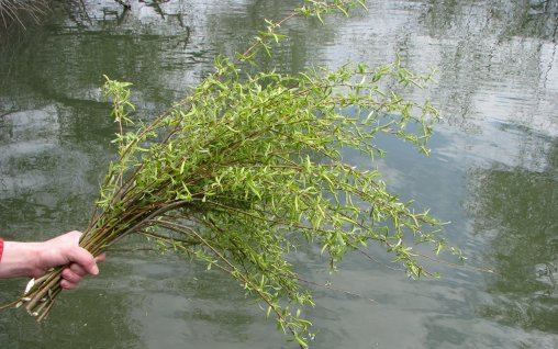 Obiceiuri si traditii de Florii