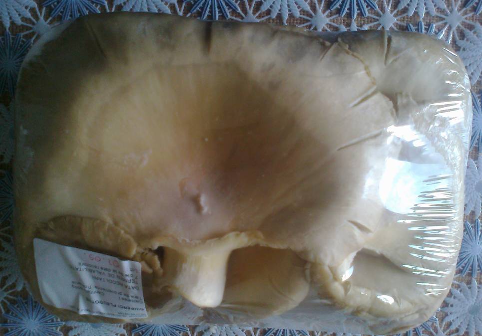 Pleurotus pane