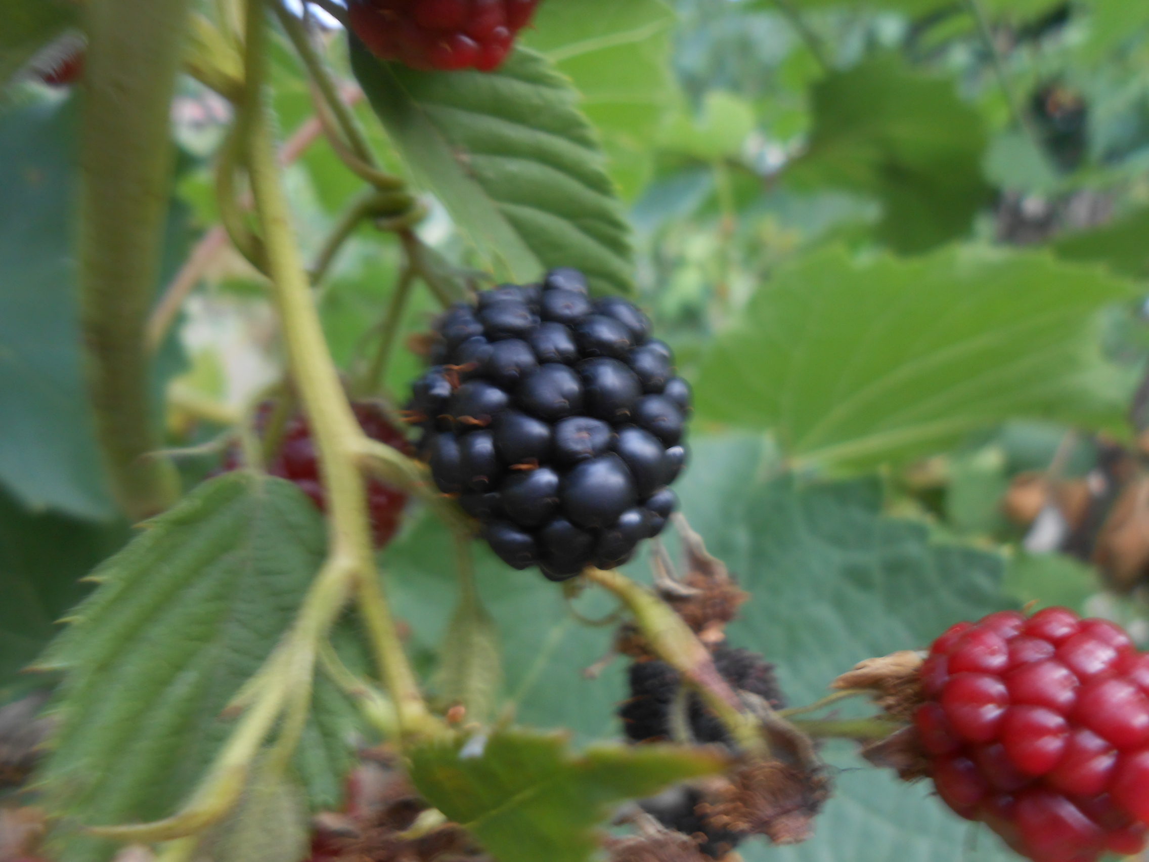 Dulceata de mure de gradina