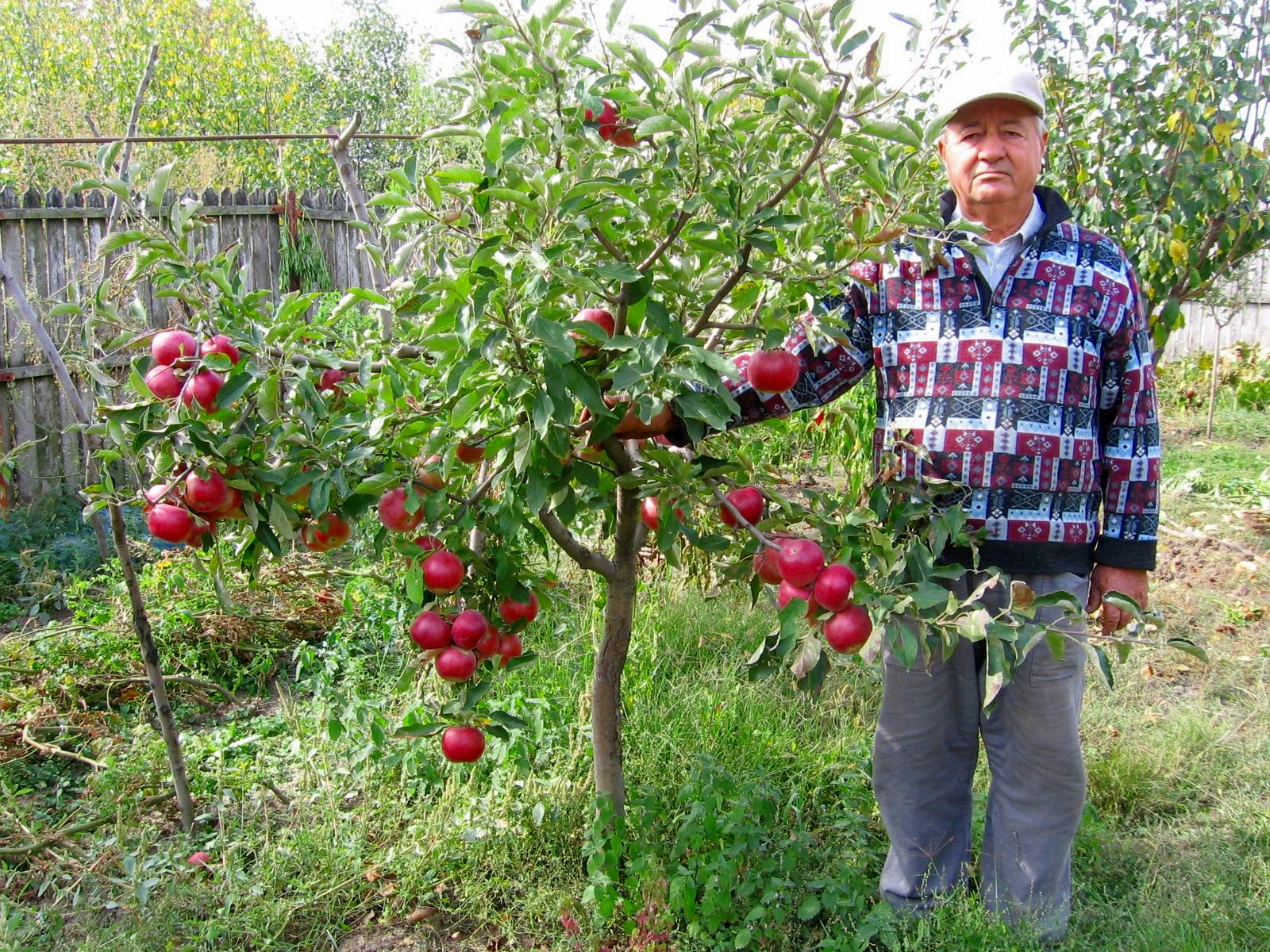 Pastrarea nucilor si merelor pentru prajituri, cu ajutorul FoodSaver