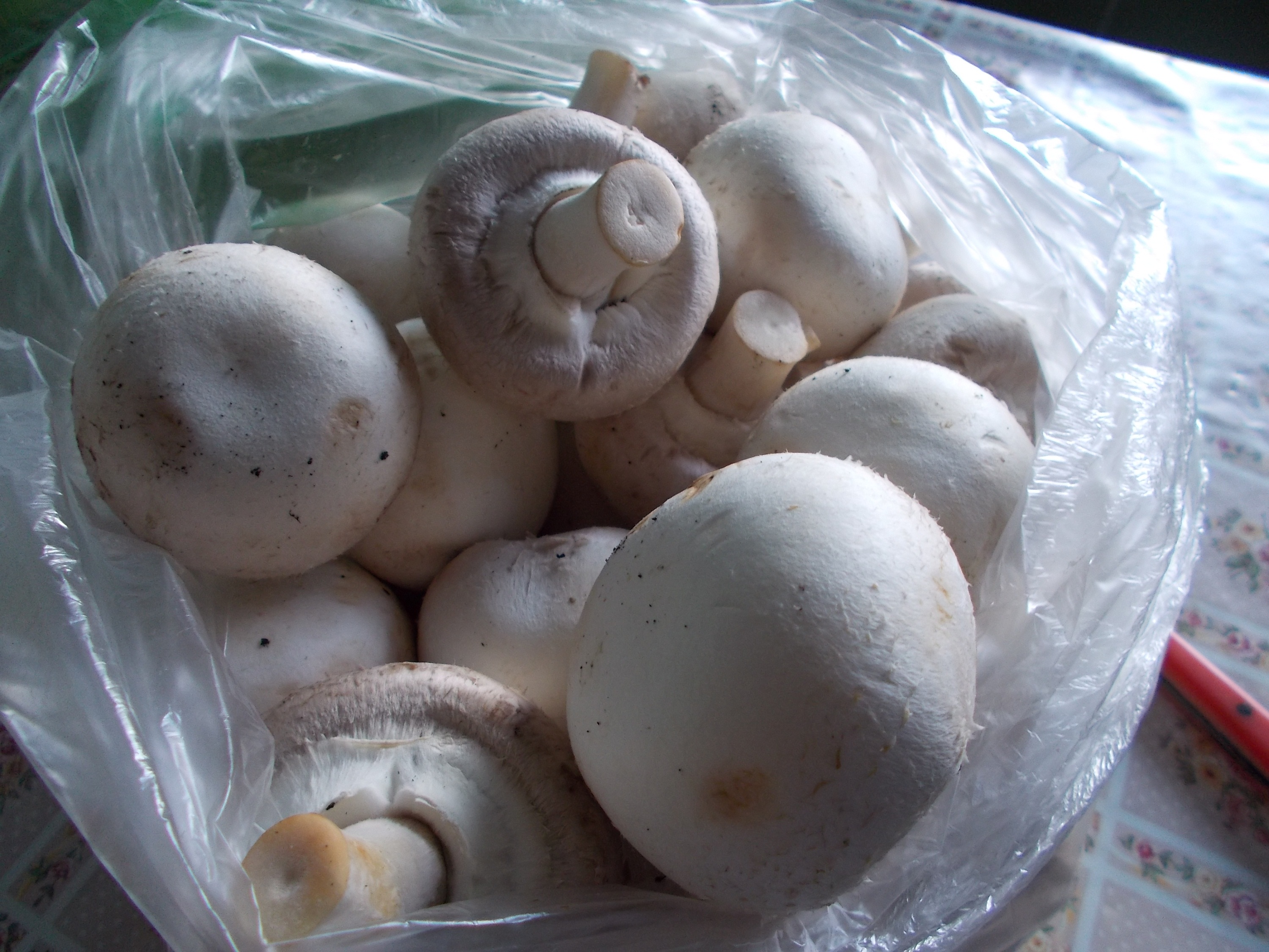 Tocanita de champignons cu piure de cartofi