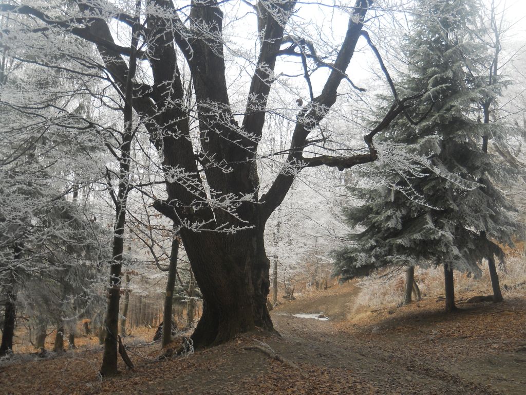 Din ce copac s-a desprins sufletul tău!