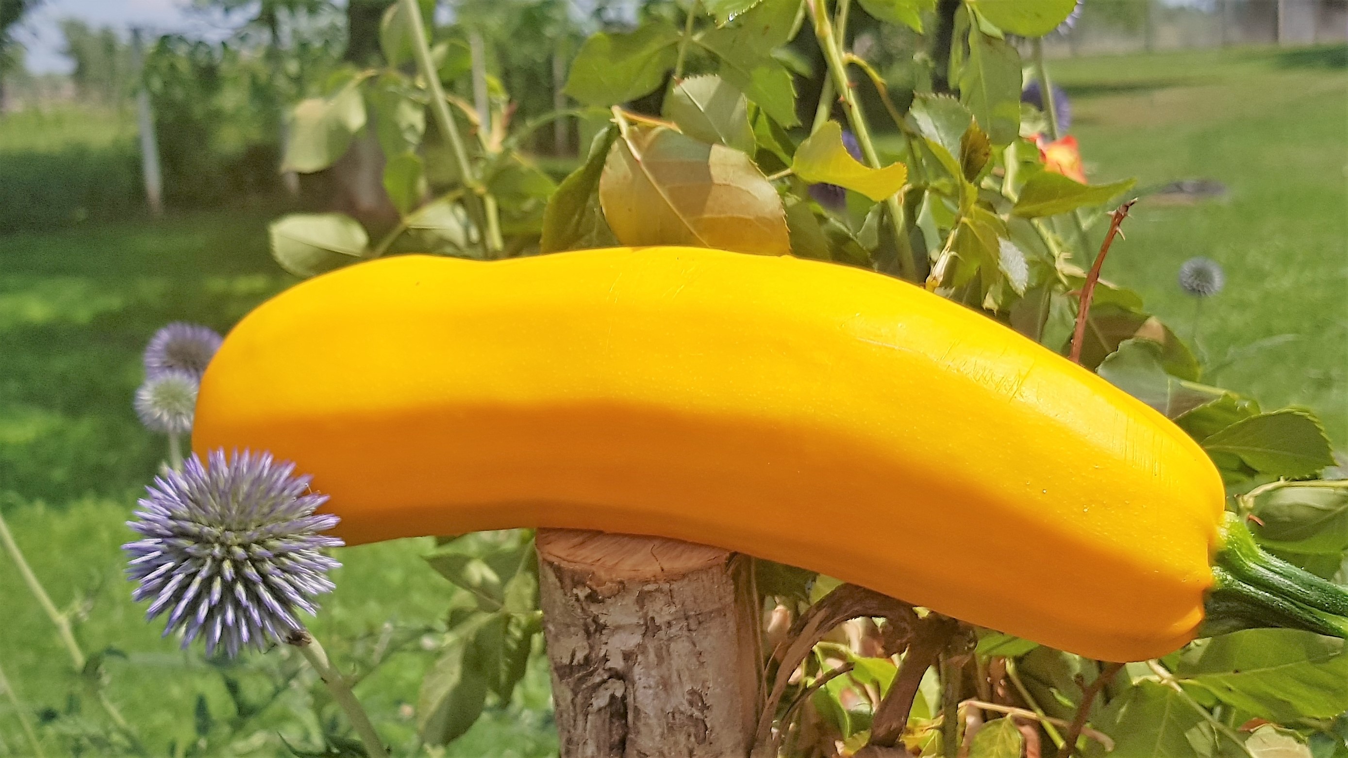 Supa de salata verde cu zucchini galben si linte rosie